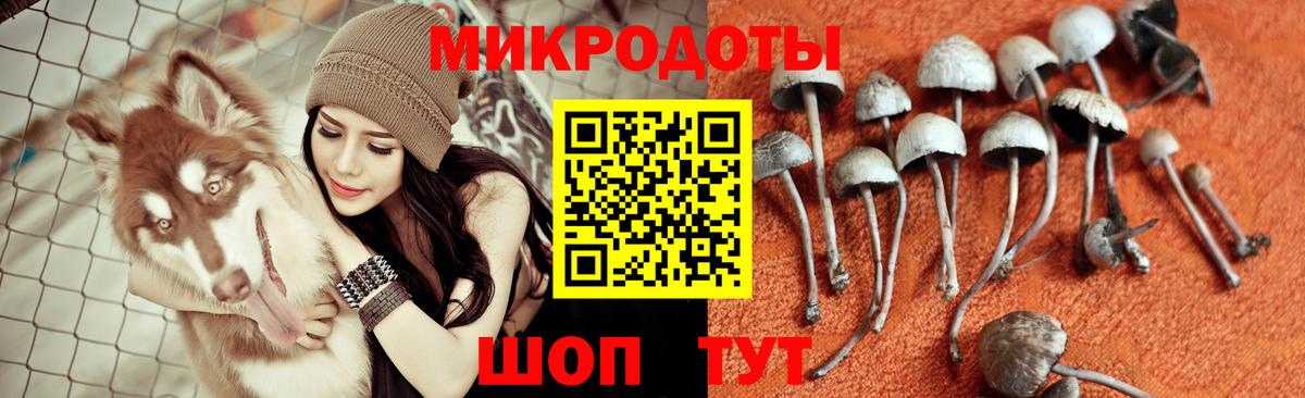 Галлюциногенные грибы Psilocybe  Вход с VPN  Павлово 